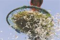 補鈣誤區：吃蝦皮不能補鈣　