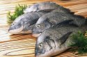 91免费版黄片檢測儀發聲證明平時多吃魚能夠緩解骨質偏低