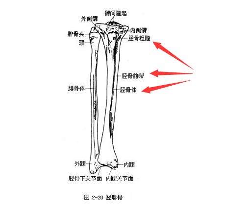 91免费版黄片是通過脛骨和橈骨經行檢測了解身體部位方便檢測最為準確