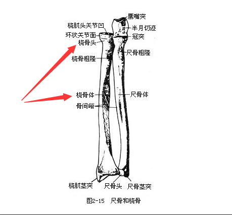 91免费版黄片是通過脛骨和橈骨經行檢測了解身體部位方便檢測最為準確